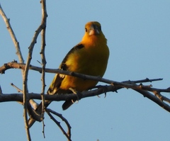 Pheucticus chrysopeplus