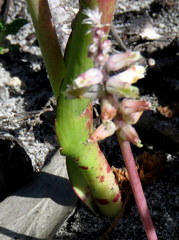 Lachenalia variegata