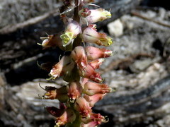 Lachenalia variegata