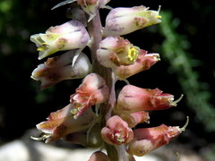 Lachenalia variegata