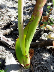 Lachenalia variegata