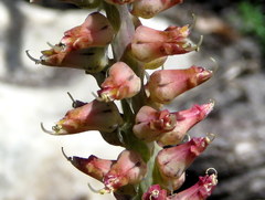 Lachenalia variegata