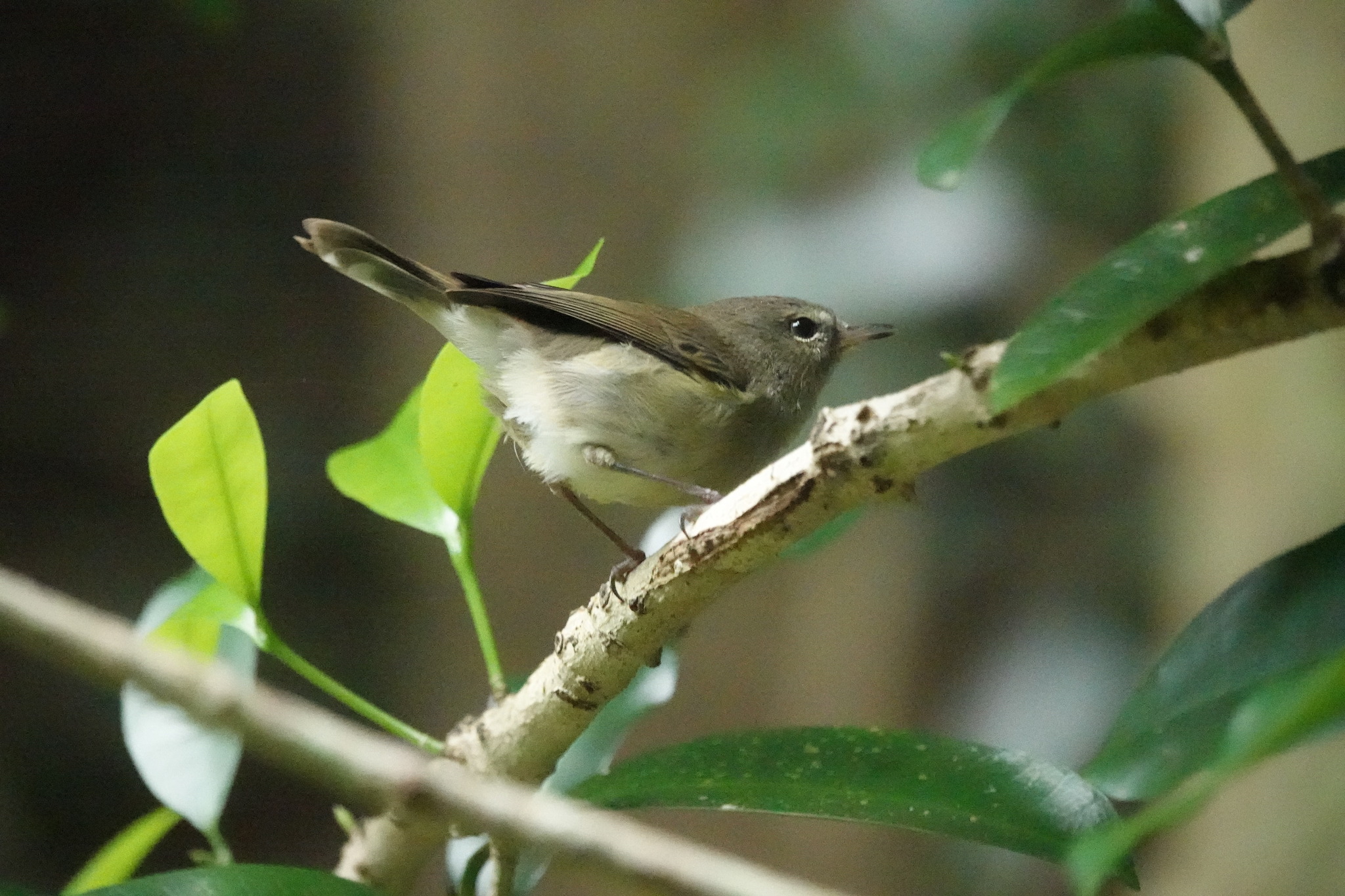 Norfolk Gerygone (Gerygone modesta), photo 1