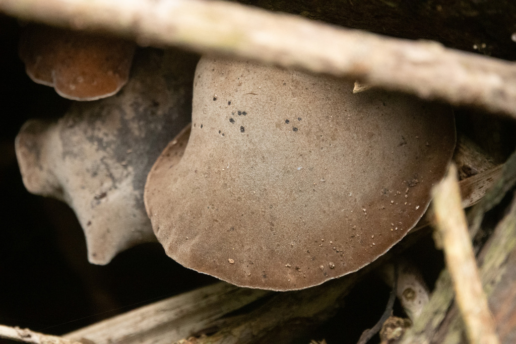 Wood ear fungi from Norfolk Island on March 02, 2023 at 1114 AM by