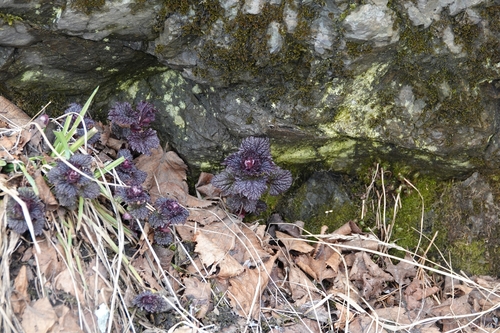 Image of Urtica platyphylla by (c) Валерия Ковалева, some rights reserved (CC BY)