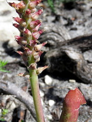 Lachenalia variegata