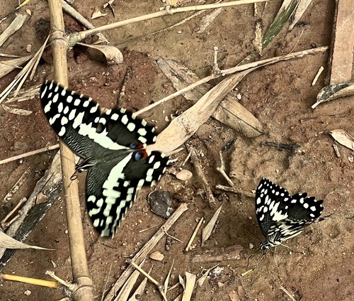Citrus Swallowtail