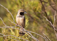 Pictorella Munia photo 3