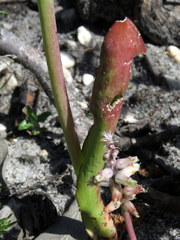 Lachenalia variegata