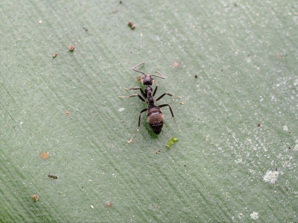 Technomyrmex grandis