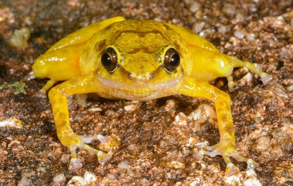 Black Mountain Boulder Frog