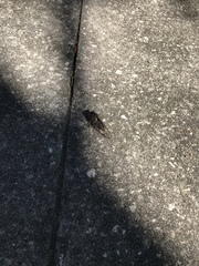 Megatibicen resonans