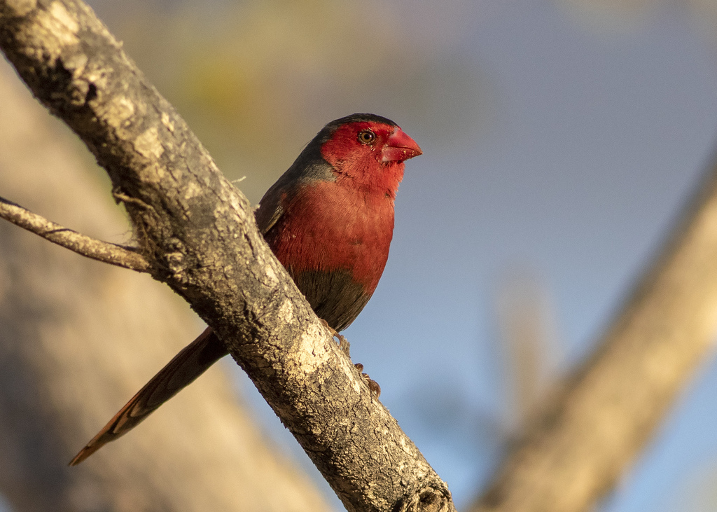 Crimson Finch