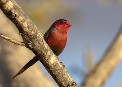 Crimson Finch photo 1