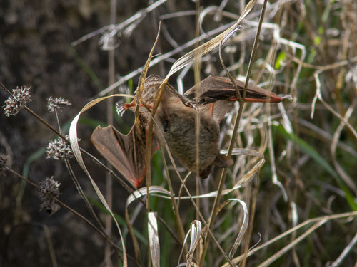 Tschuli Myotis