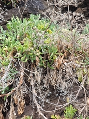 Crithmum maritimum image