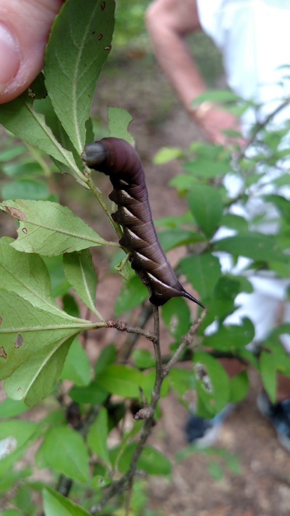 Pawpaw Sphinx from Grenada County, MS, USA on July 27, 2018 at 03:38 PM ...