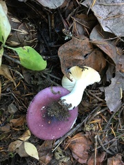 Russula occidentalis
