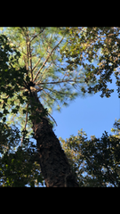 Pinus elliottii densa