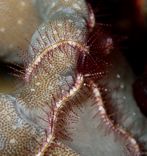 Ophiothrix purpurea
