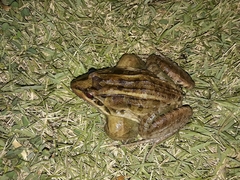 Leptodactylus latrans