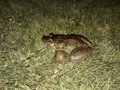 Leptodactylus latrans