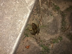 Leptodactylus latrans