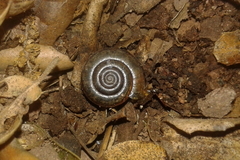 Helminthoglypta benitoensis