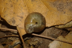 Helminthoglypta benitoensis