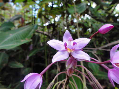 Spathoglottis plicata