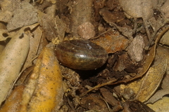 Helminthoglypta benitoensis