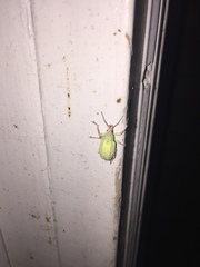 Compsus auricephalus