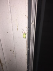 Compsus auricephalus