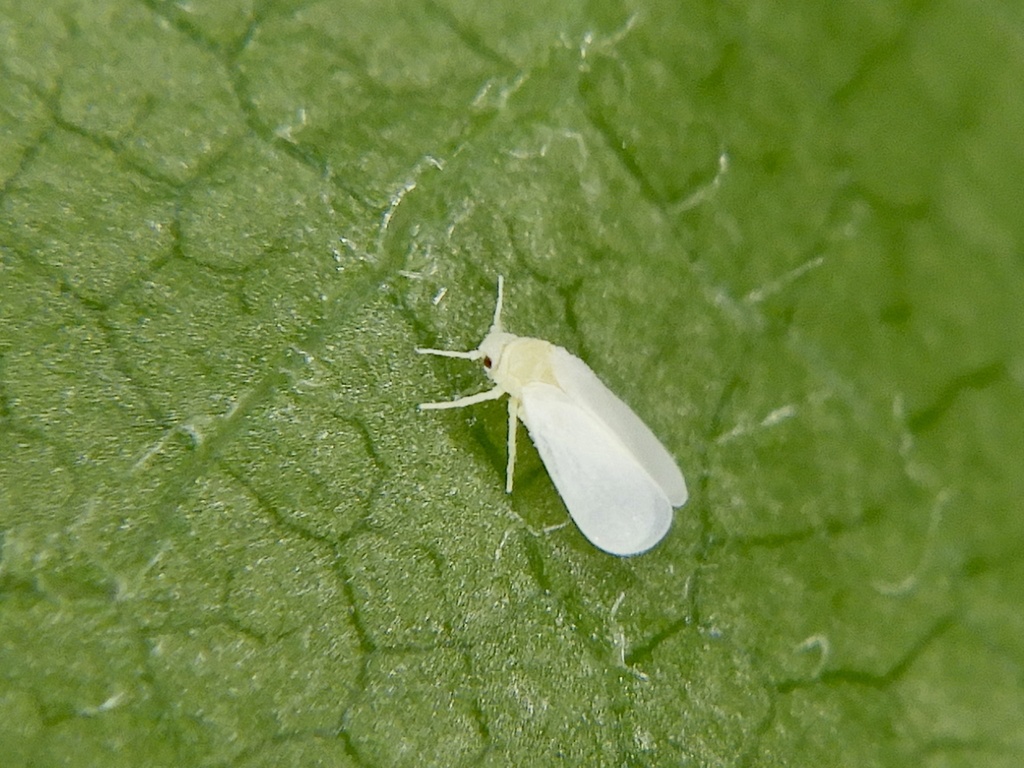 Dialeurodes