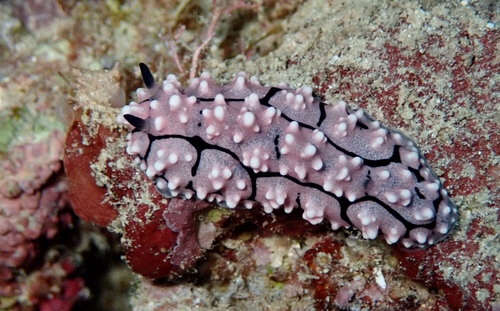 リズイボウミウシ