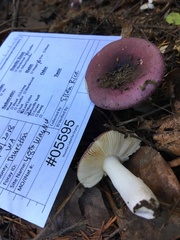 Russula occidentalis