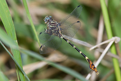 Phyllogomphoides albrighti