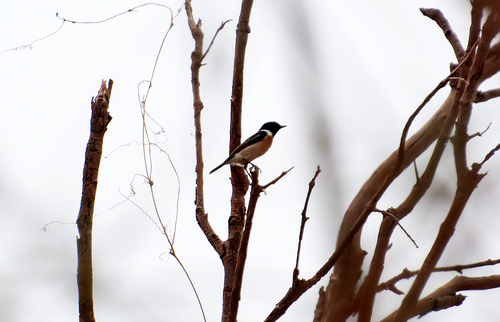 Amur Stonechat