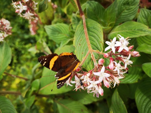 Short-tailed Admiral