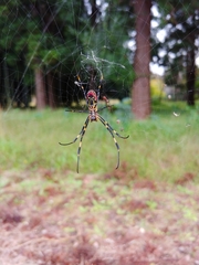 Trichonephila clavata