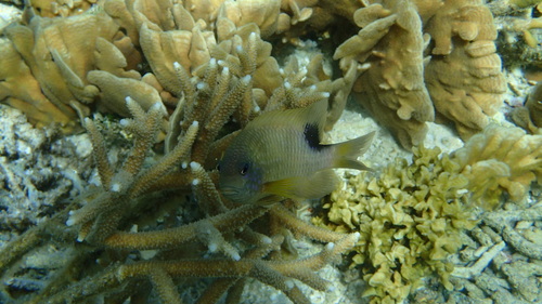 Blunt snout gregory (Stegastes punctatus) — Pomacentridae — 4