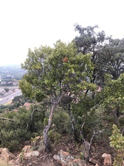 migsgreenworld, CC BY, iNaturalist via GBIF Ochna pulchra, photograph migsgreenworld, CC BY, iNaturalist via GBIF