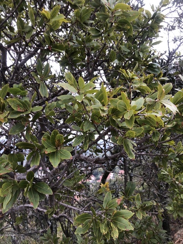 Ochna pulchra, photograph 5