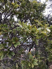 migsgreenworld, CC BY, iNaturalist via GBIF Ochna pulchra, photograph migsgreenworld, CC BY, iNaturalist via GBIF