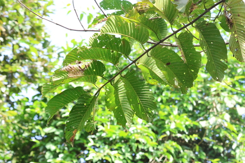 Image of Neolamarckia cadamba by (c) 呂一起(Lu i-chi), some rights reserved (CC BY)
