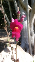 Antirrhinum majus