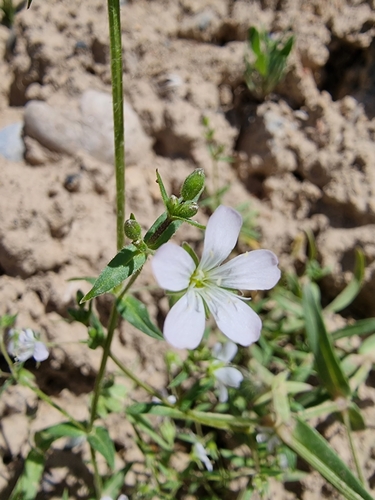 false jagged-ckickweed (Lepyrodiclis holosteoides)