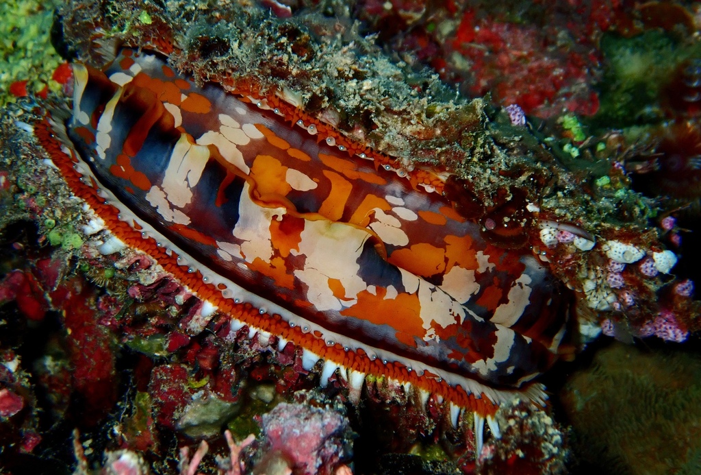 Foto de Ostra espinosa variada (Spondylus varius)