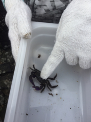 Metopograpsus