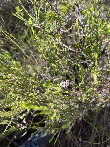 Image of Agathosma cerefolia by (c) Charleen Brunke, some rights reserved (CC BY)